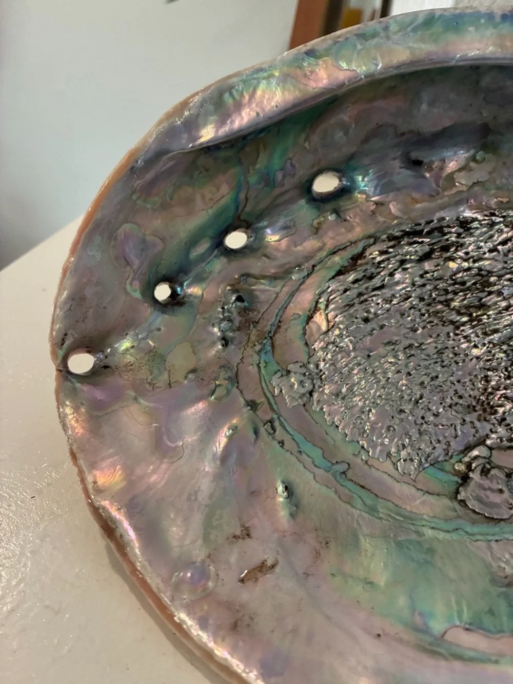Vintage Iridescent Abalone Shell Pacific Ocean - Picture 4 of 5